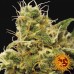 Utopia Haze - Barney's Farm